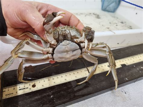 Chinese Mitten Crab Invasivesie