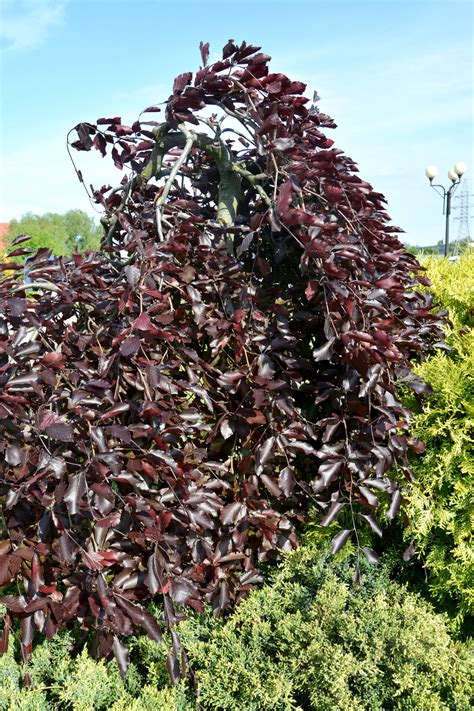 Fagus Purple Copper Beech Weeping Hello Hello Plants And Garden Supplies