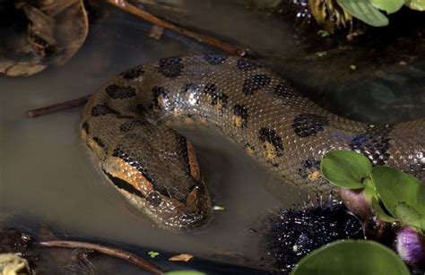 Anaconda Snake Facts Fights Size Length And Attacks Snake Facts