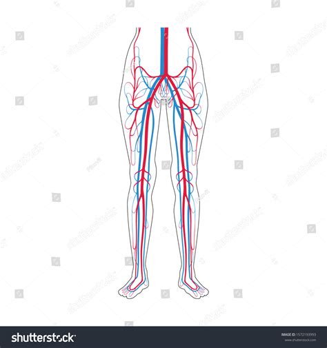 2314 Veins And Arteries Leg Images Stock Photos And Vectors Shutterstock