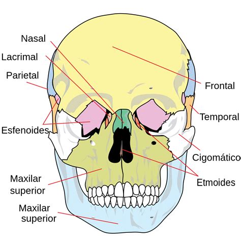 Huesos De La Cara Anatomía Función ¿cuántos Son Y Mucho Más