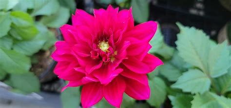 Hot Pink Dahlia Photograph By Charlotte Gray Pixels