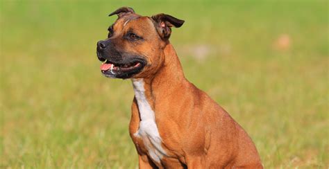 Staffordshire Bull Terrier Guide Breed Characteristics