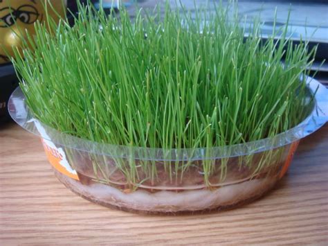 Grow Your Own Growing Lawn Grass | Growing grass, Growing ...