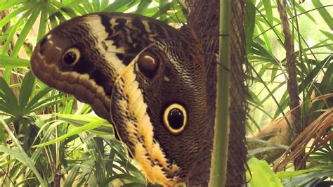 Butterflies At Safari Park Youtube