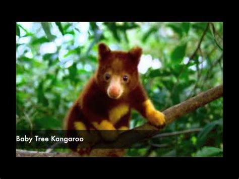 Animals by location, extinct animals of asia. Indonesian Rainforest animals - My Indonesia - YouTube