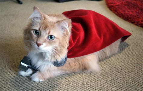 Heres A Cat Dressed Up Like Thor 6 Pics