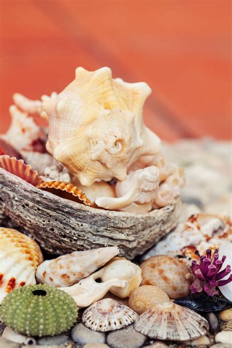 Colorful Sea Shells On Living Coral Color Background Vacation And