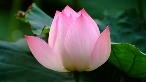 Maybe you would like to learn more about one of these? Lovely Lotus | A Frog's Dream