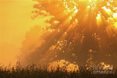 Golden Sunlight Blessings Photograph By Rachel Cohen Fine Art America