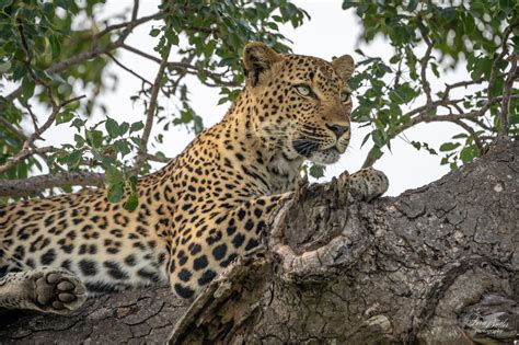 Back From Africa Leopard In A Tree Terri Butler Photography