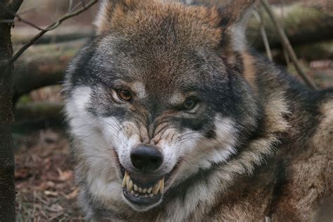 Dawnthieves Eurasian Wolves Category 2017 Image