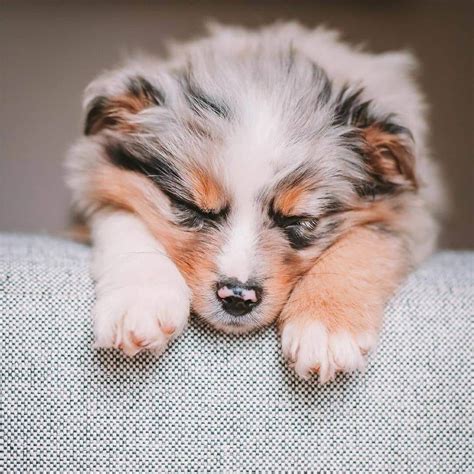 15 Interesting Facts About Australian Shepherds Page 4 Of 5 The Dogman