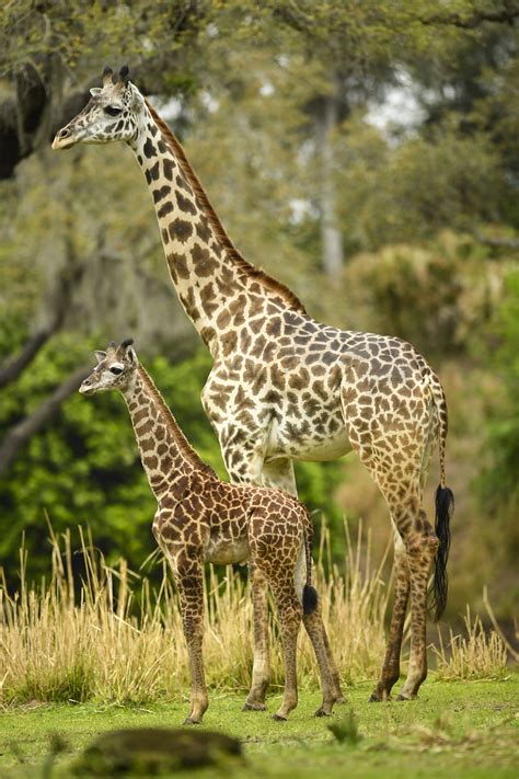 Two Month Old Giraffe Welcomed Into Kilimanjaro Safaris Savanna — The