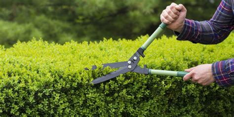 A Basic Guide For Trimming Your Hedges House And Home Ideas