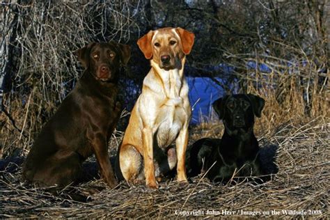 Multi Colored Labrador Retrievers Photo By Denver Bryan Labrador