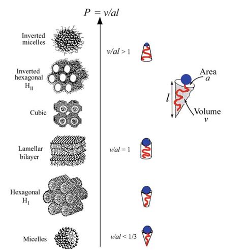 Polymorphic Phases And Molecular Shapes Of Lipids Figure Is Adapted