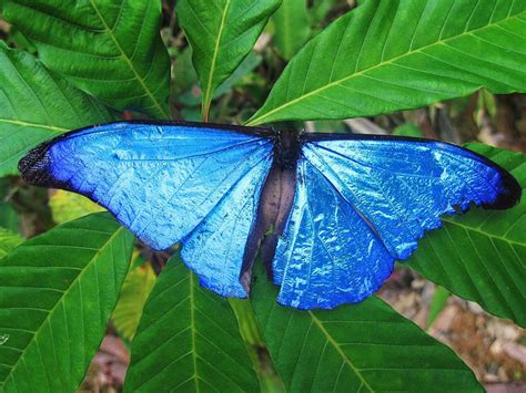 Male Blue Morpho Butterfly Pic 3 Biological Science