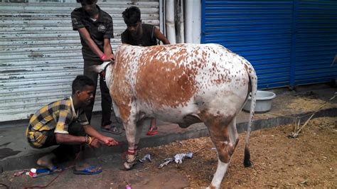 Eid Ul Adha 2019 Cow Qurbani Gulshan E Iqbal Youtube