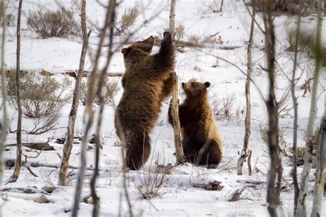 Grizzly Bear And Cub On Aspen Tree Free Roaming Photography