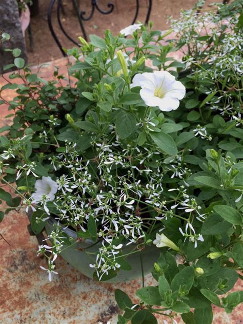 We did not find results for: Expert Advice: 10 White Garden Ideas from Petersham ...