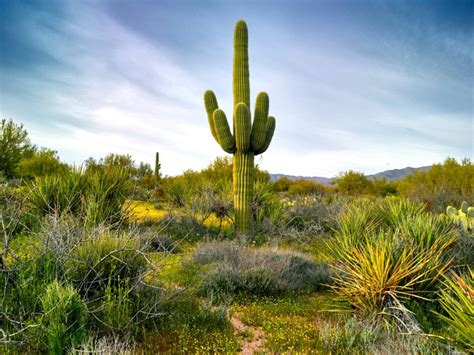 Saguaro Cactus Care Comprar Precio Y Opini N
