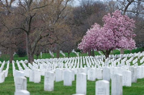 Cementerio Nacional De Arlington Con Hermosa Cherry Blossom Y Lápidas Washington Dc Ee Uu