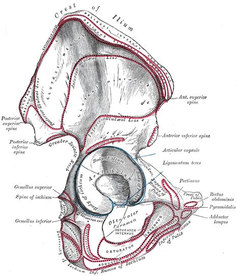 Figure Hip Anatomy Anatomy Includes Os StatPearls NCBI Bookshelf