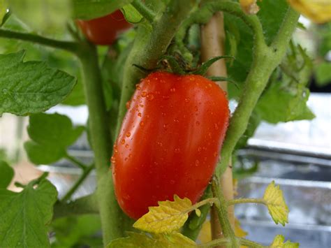 How To Grow And Care For A San Marzano Tomato Plant