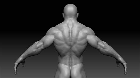 3d Model Muscular Male Body Vr Ar Low Poly Obj Fbx Ztl
