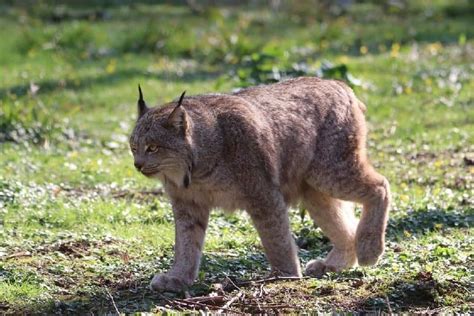 Unusual Black Lynx Seen In Canada Is Believed To Be The First Of Its Kind Focusing On Wildlife