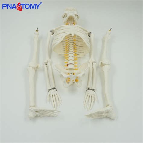 85cm Human Skeleton Model With Flexible Spine Arms And Legs Nerves