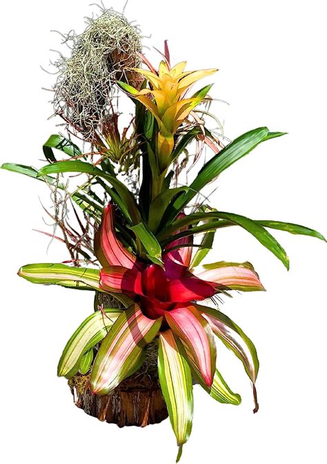 Bromeliad Tree 24 Inch Air Plants On Wooden Totem Pole