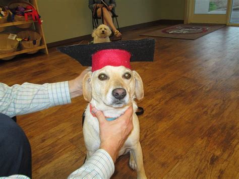 Malala is bow wow meow's mascot and ellen's new baby girl! Prince Harry (beagle/lab mix) wears his graduation cap ...
