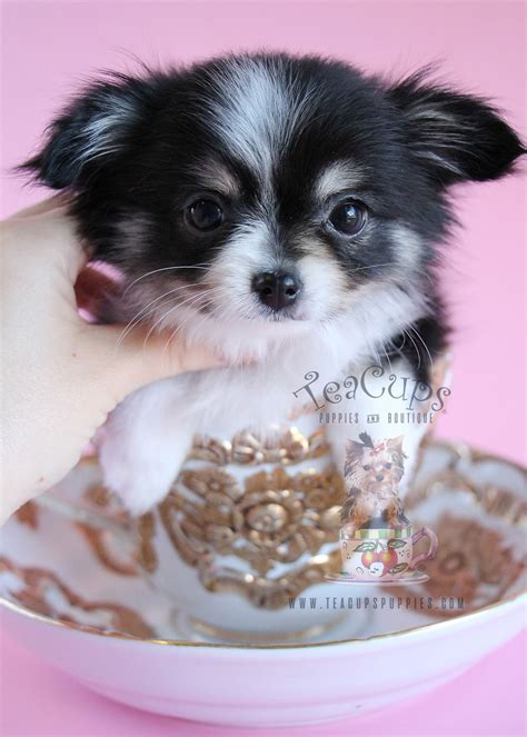 23 Brown Long Haired Teacup Chihuahua L2sanpiero