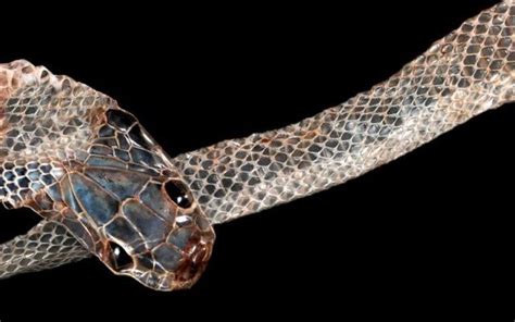 Identifying Snakes By Their Shed Skins — Steemit Snake Shedding