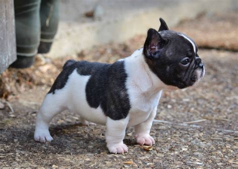Find out why french bulldogs cost so much, what celebrities have one, as well as some of their health problems. French Bulldog Puppy | Cuccioli di bulldog, Cani e ...