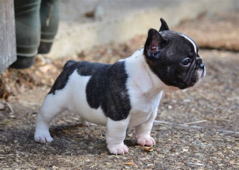 Lancaster puppies advertises puppies for sale in pa, as well as ohio, indiana, new york and other states. French Bulldog Puppy (con immagini) | Cuccioli di bulldog ...