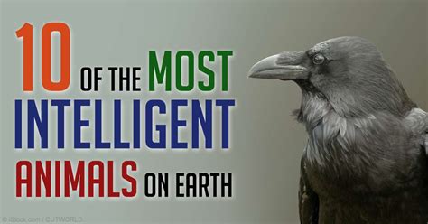 10 Most Intelligent Animals Earth Fb Image I Nations