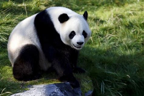 Di Mana Panda Raksasa Hidup Belajar Sampai Mati