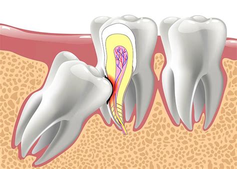 Types Of Teeth Their Shapes And Functions