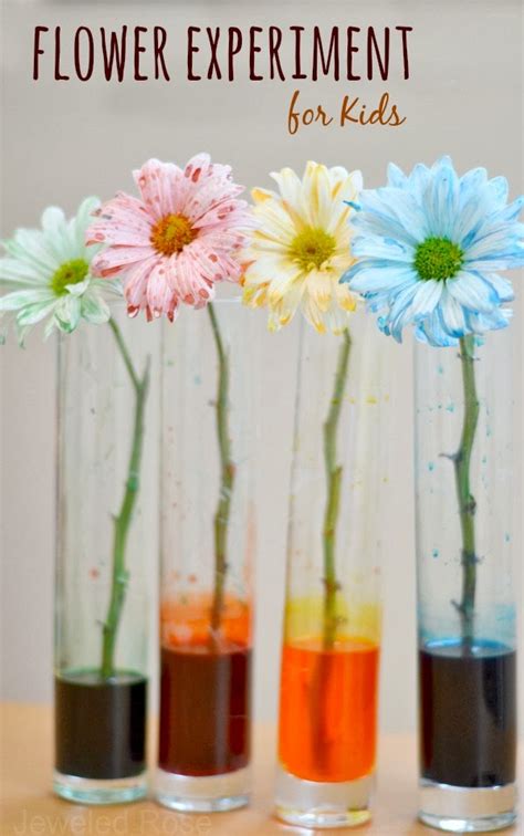 Flower Experiment For Kids Growing A Jeweled Rose