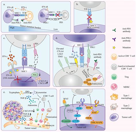 Frontiers Resistance Mechanisms Of Anti Pd1pdl1 Therapy In Solid Tumors