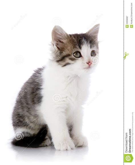 Gray With White The Kitten Stock Image Image Of Baby