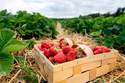 20 Ways To Preserve Strawberries