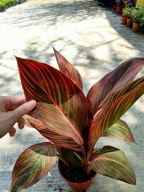 Buy Red Leaf Canna Lily Online From Best Nursery Malaysia