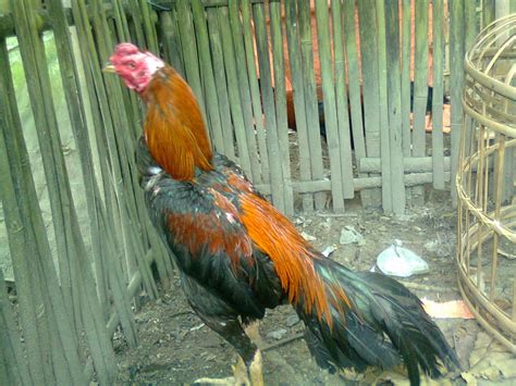 Koleksi gambar ayam betina siam shamo jepang ~ AYAM ADUAN ...