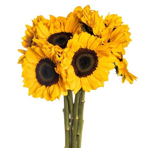 Vincent S Choice Sunflower Esmeralda Farms Wholesale Flowers
