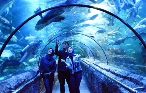 Harga Tiket Masuk Seaworld Ancol Oktober 2024 Cek Tiket