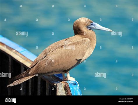 Brown Booby Bird With Blue Beak And Feather Texture Stock Photo Alamy